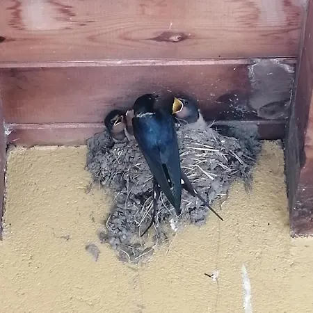 El Mirador Del Gato I Y Ii * Mesegar de Corneja