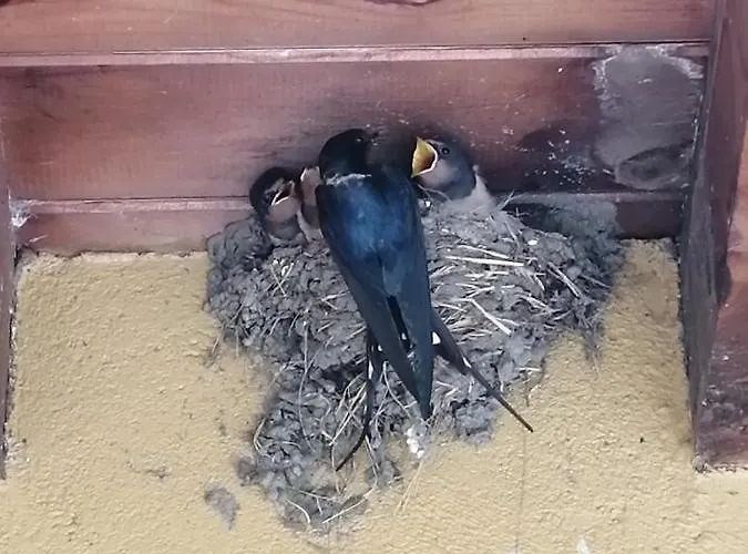 El Mirador Del Gato I Y Ii * Mesegar de Corneja