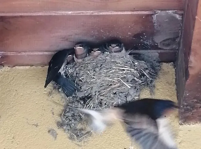 El Mirador Del Gato I Y Ii Mesegar de Corneja