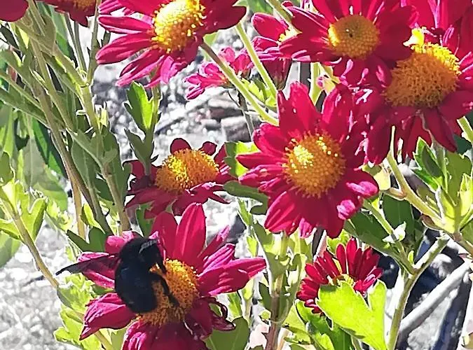 El Mirador Del Gato I Y Ii